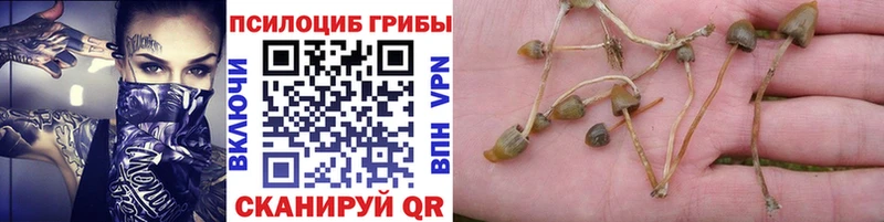 Галлюциногенные грибы Cubensis  Владимир 